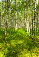 Birch summer sunny forest.  Beautiful natural background for design and advertising