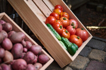 Focus on organic ripe and juicy homegrown tomatoes and cucumbers in a wooden crate, for sale at markets. Eco farming