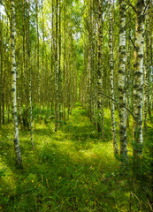 Fototapeta na wymiar Birch summer sunny forest. Beautiful natural background for design and advertising