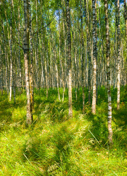 Birch summer sunny forest. Beautiful natural background for design and advertising © Payllik