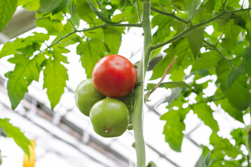 Tomato production and transportation. Beautiful red ripe tomatoes background, agriculture industry. Growing tomatoes, Vegetable business, Greenhouse with tomatoes, Successful Farm.