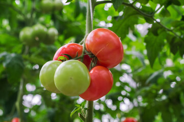 Tomato production and transportation. Beautiful red ripe tomatoes background, agriculture industry. Growing tomatoes, Vegetable business, Greenhouse with tomatoes, Successful Farm.