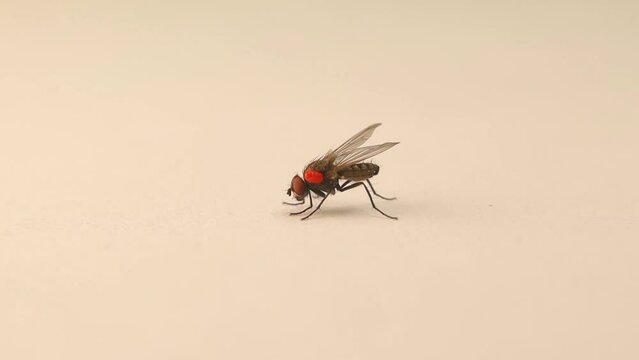 Housefly carrying a Phoretic Mite (Red body: Mites, Ticks)
Note the movement of the parasite.
Macro house fly, Parasites.
Insect isolated on white background.
Insects, bugs, bug.
Biological control