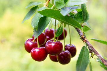 Ripe red cherries on a branch with green leaves in close up