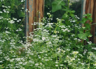 Green blooming summer background.White flowers of coriander growing on a garden bed in the open ground.