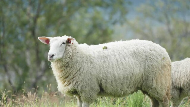 White wooly sheep grazing in the lush green field. Slow-motion, pan right, tight shot.