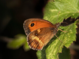 Underwing view of Gatekeeper  Butterfly (Pyronia tithonus) in a hedgerow