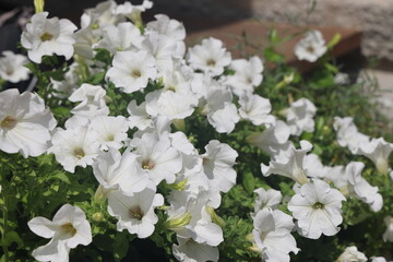 White Petunia flower. First spring flowers. Petunia hybrida. Blooming in the garden. Flowers background. Top view. Spring Floral background of white blooming petunia close up. Soft focus.