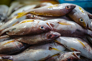 Fresh sea bass for sale at Amorn Nakhon Naklua Fresh Food Market, Thailand.