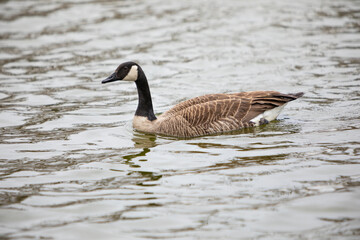 Retrato de una barnacla canadiense (Branta canadensis) nadando en un lago 