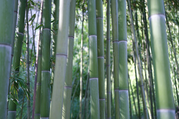 Fototapeta na wymiar Natural green bamboo grove or forest wallpaper background
