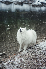 white dog on the rocks