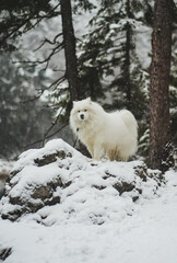 Samoyed dog in the snow
