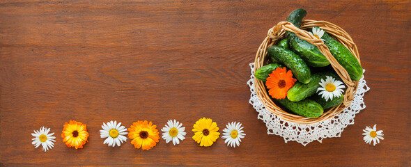 Summer composition of organic fresh farm cucumbers in wicker basket and calendula and chamomile...