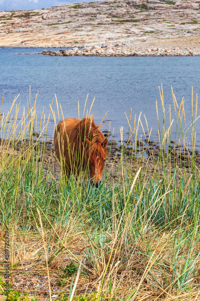 Sticker Horse on the beach at the coast