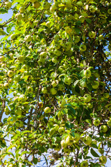 Apple tree with many green apples