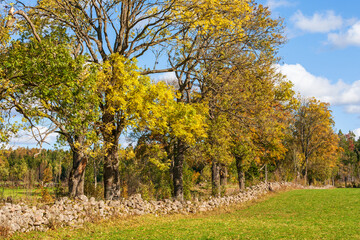 Obraz premium Autumn landscape with a stone wall on a meadow