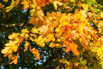 Maple leaf in autumn colors a sunny day