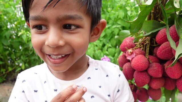 Asian child eats lychees plucked from a bundle in the garden. Baby boy eating fresh lychees. A baby boy and lychee fruits. Fruit-eating concepts. 4k video. 