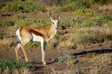 Springbok (Antidorcas marsupialis). Karoo National Park, Beaufort West, Western Cape, South Africa
