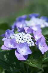 紫陽花