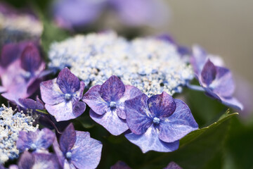 紫陽花