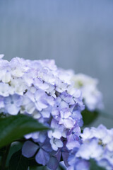 紫陽花