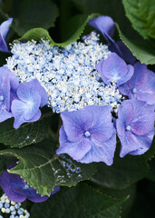 紫陽花