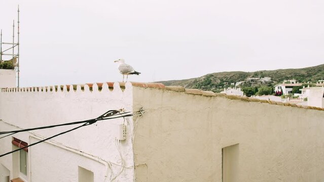 Seagul sitting on rooftop of Spanish house