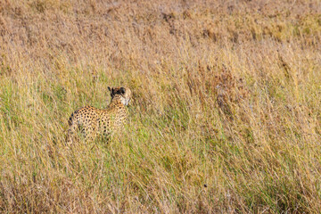 Cheetah (Acinonyx jubatus) in dry savanna in Serengeti National park in Tanzania