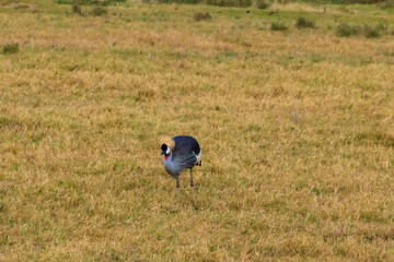 Grey crowned crane (Balearica Regulorum) in Ngorongoro crater national park, Tanzania. Wildlife of Africa