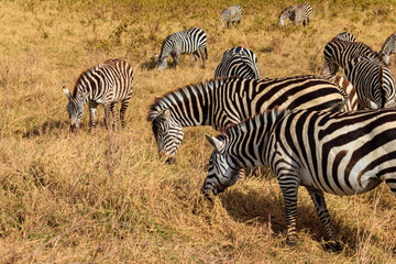 Obraz na płótnie Canvas Herd of zebras in savanna in Ngorongoro Crater National park in Tanzania. Wildlife of Africa
