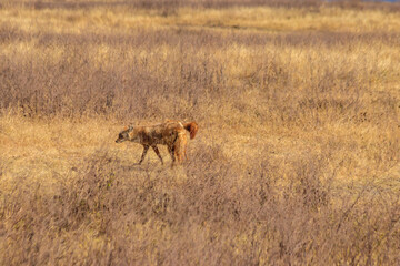 Two jackals walking in dry savannah in Ngorongoro crater national park, Tanzania
