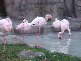 flamingos in water