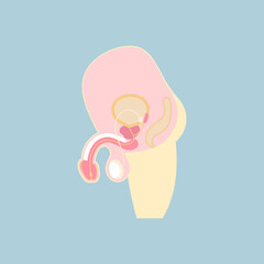 male reproductive system and sperm, internal organs anatomy body part nervous system, vector illustration cartoon flat character design clip art