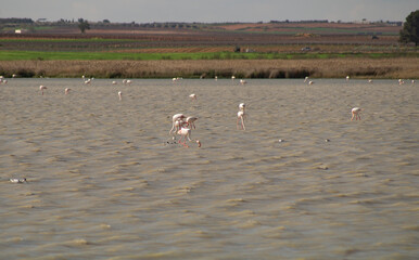 Observatory from which flamingos can be observed in the Manjavacas Lagoon, Mota del Cuervo. Cuenca, Spain