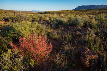Scenic view on Potlekkertjie Loop in Karoo National Park, Beaufort West, Western Cape, South Africa