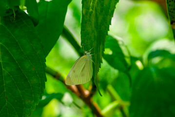 葉にとまるモンシロチョウ