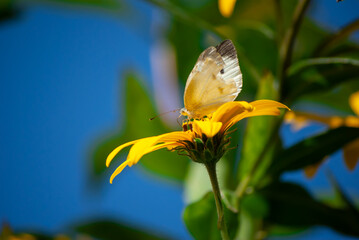 モンシロチョウと花