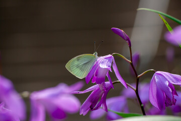 モンシロチョウと花