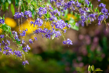 モンシロチョウと花