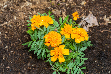 Marigold