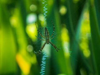 a close-up photo of a spider on a web