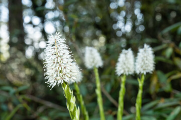 Obraz premium Tibetan ypsilandra