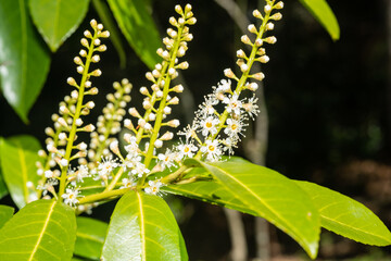 Cherry laurel