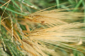 Fototapeta premium Field of wheat and oat plants ready for harvest