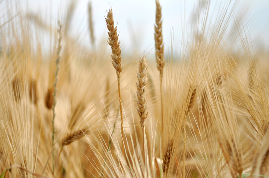 Field of wheat and oat plants ready for harvest
