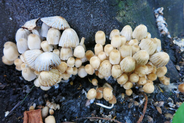    Mushrooms on the stump  coprinellus disseminatus commonly known as fairy inkcap
