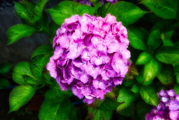 梅雨の晴れ間に、様々な紫陽花の咲いているお庭を散策
