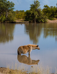 Pregnant Hyena in water lake with reflection at Kruger National park South Africa. pregnant hyena...